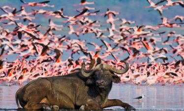 Lake Nakuru Buffalo near the Lake - Mara Lake Nakuru Safari