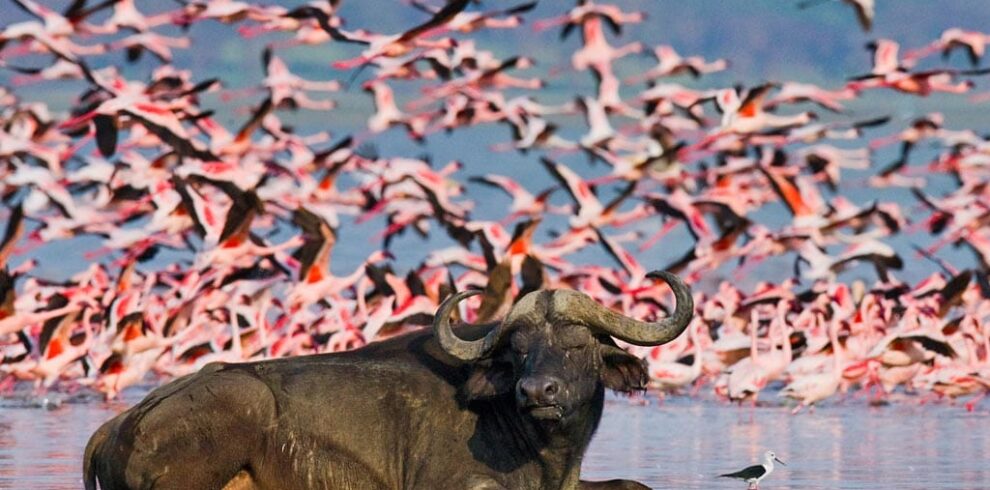 Lake Nakuru Buffalo near the Lake - Mara Lake Nakuru Safari