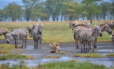 Common Zebra Lake Nakuru