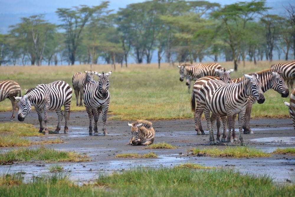 Common Zebra Lake Nakuru
