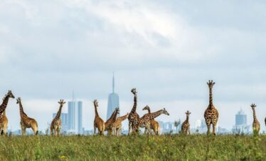 Giraffe at Nairobi National Park Tour