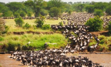 wildebeest migration safari