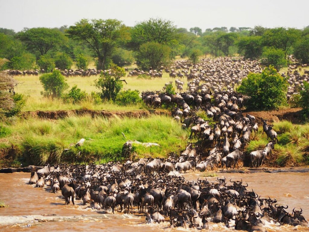 wildebeest migration safari
