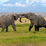 Amboseli Elephants with backdrop Kilimanjaro