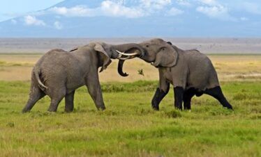 Amboseli Elephants with backdrop Kilimanjaro