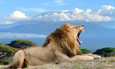 Amboseli - lion spotting