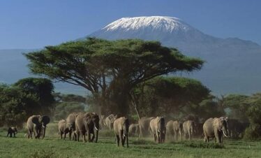 Amboseli Tsavo SAFARI