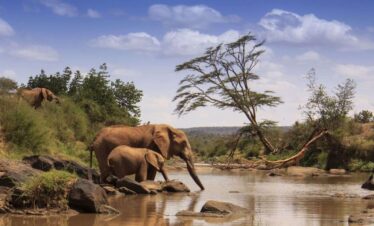 Elephants on Samburu Safari