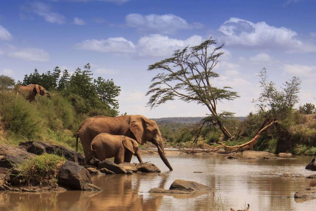 Elephants on Samburu Safari