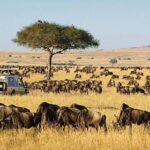 MASAI-MARA-KENYA-WILDLIFE-SAFARI
