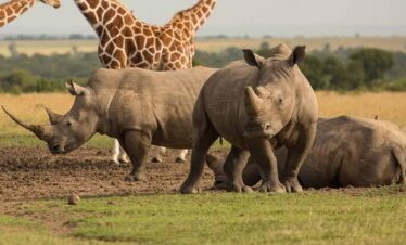 MASAI-MARA-KENYA-WILDLIFE-SAFARI