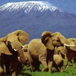 Kenya big Five Safari Elephants at AMBOSELI