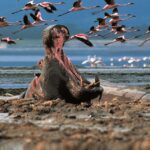 Lake Nakuru Hippos and flamingo during kenya Big Five Safari