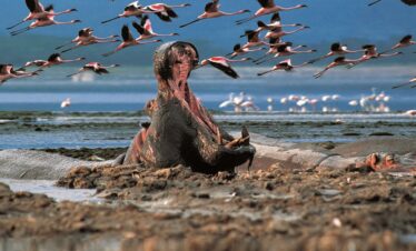 Lake Nakuru Hippos and flamingo during kenya Big Five Safari