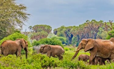 samburu-elephants-doum-palms