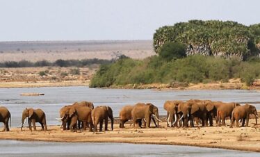 Tsavo West Safari