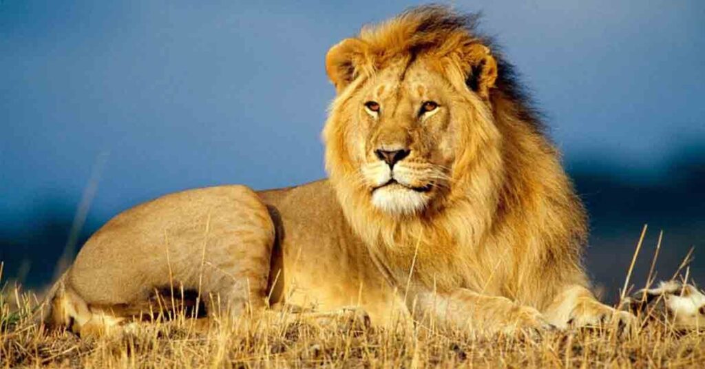 African Lion - Africa's Big Five