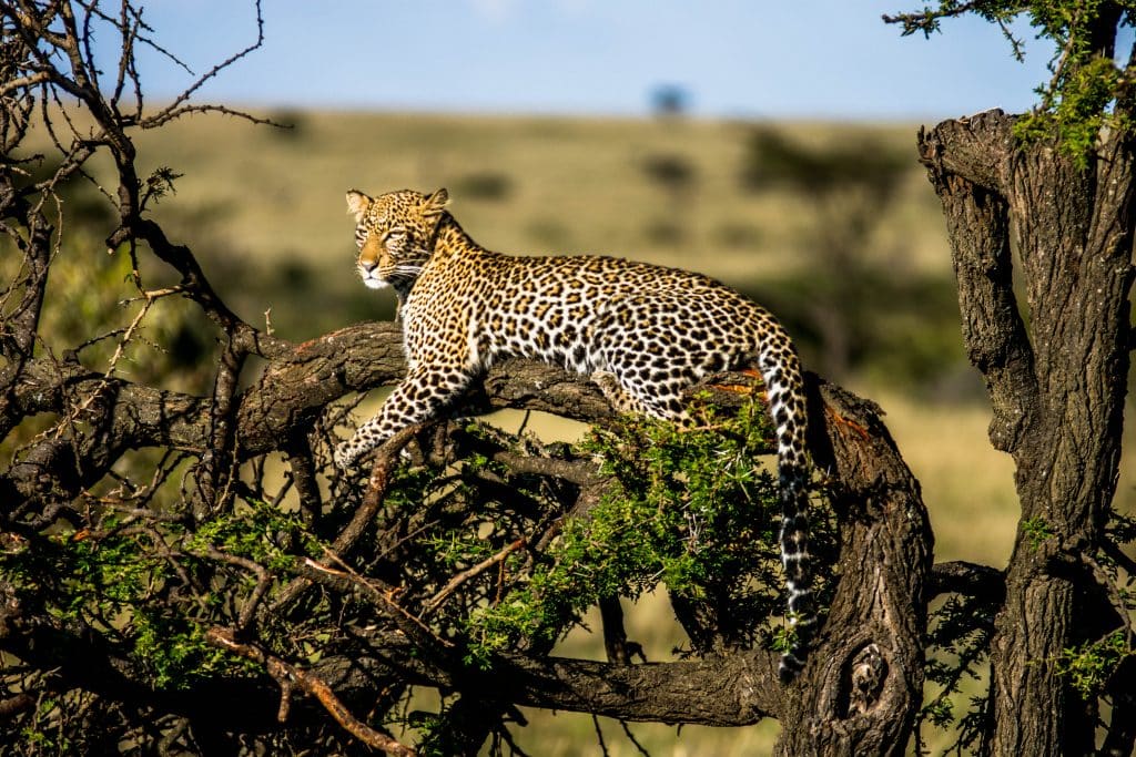African Leopard - Africa's Big Five
