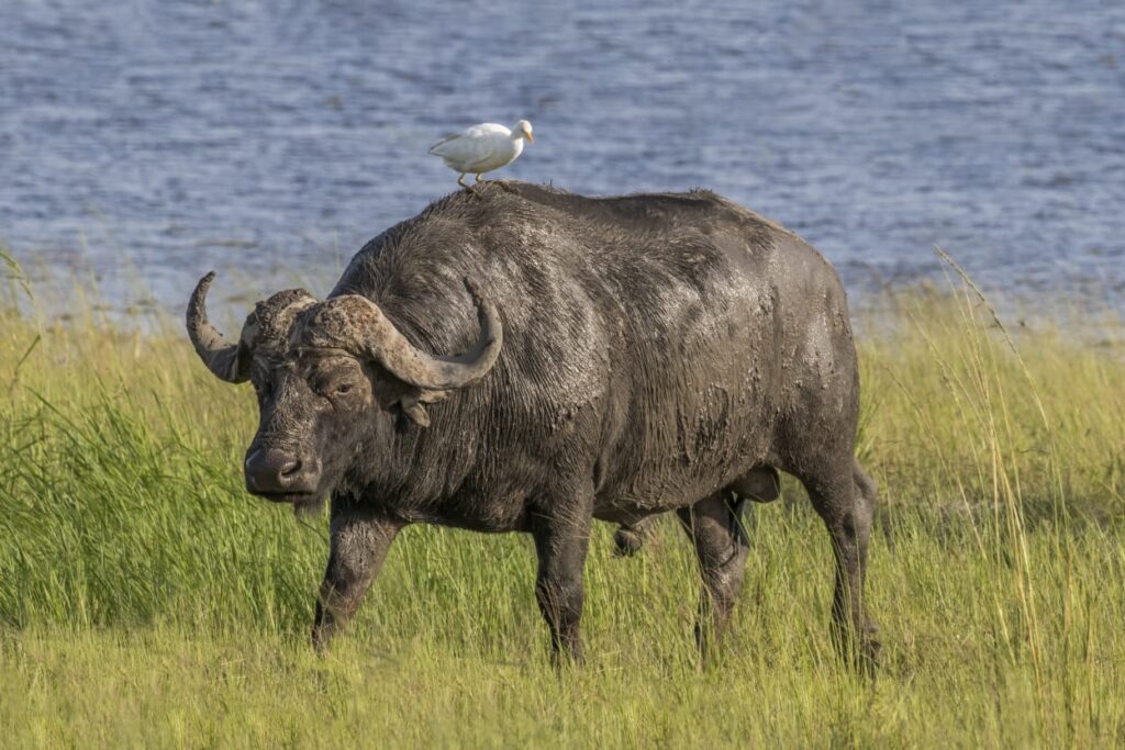 African Buffalo - Africas Big Five