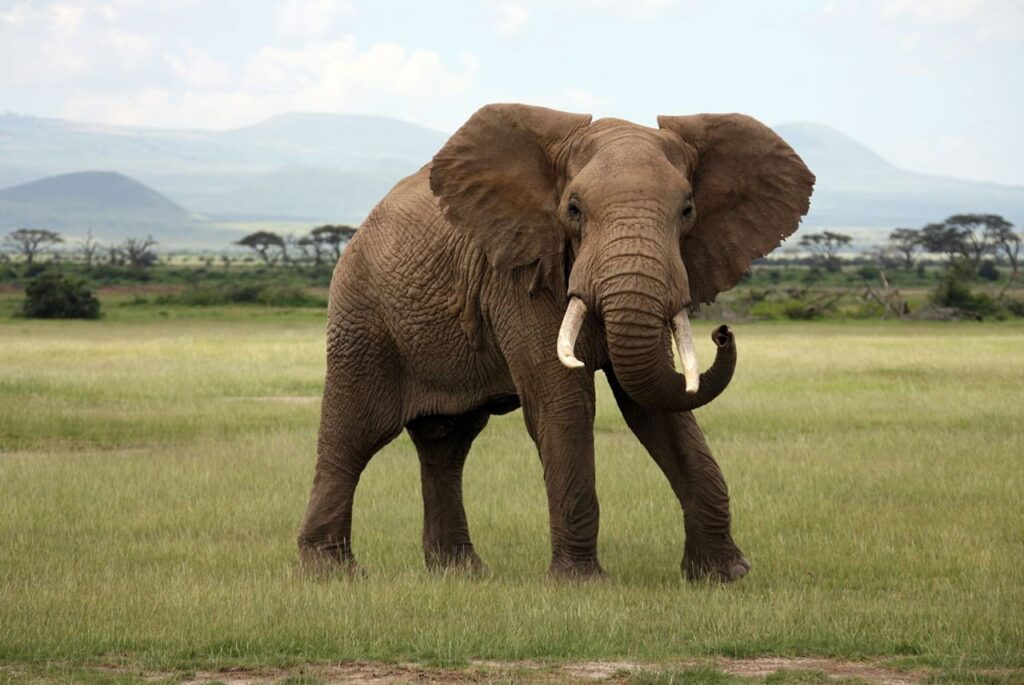 Africa's Big Five