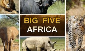 Big Five Africa Safari