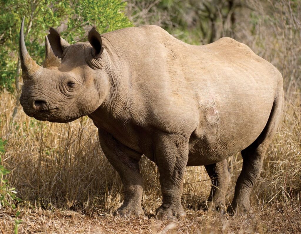 White and Black Rhino - Africas Big Five