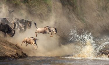 Wildebeest migration safari
