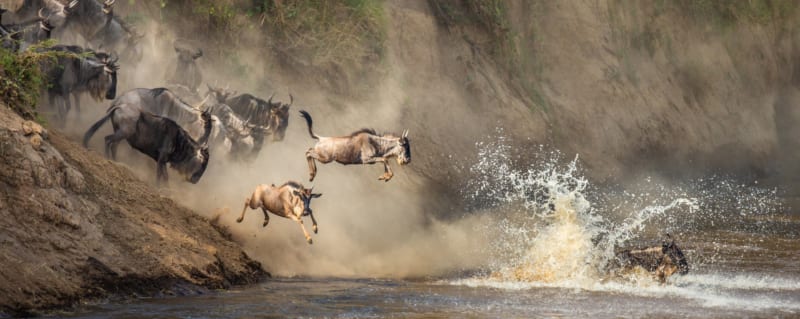 Wildebeest migration safari