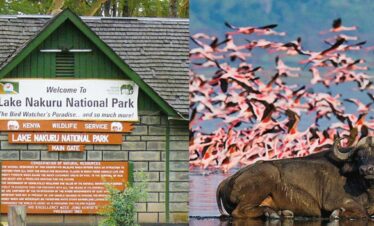 Flamingos at Lake Nakuru National Park