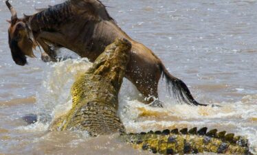 Wildebeest migration safari