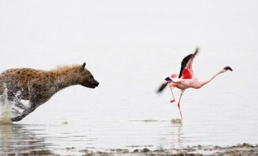 Lake Nakuru Flamingo Tour