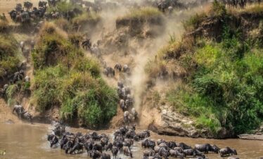 Wildebeest migration safari - Wildebeest River Crossing