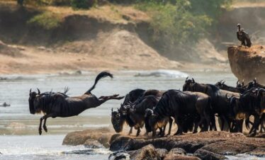 Wildebeest migration safari - Wildebeest River Crossing