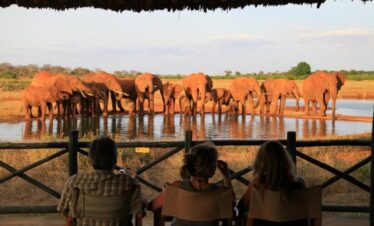 Tsavo Safari