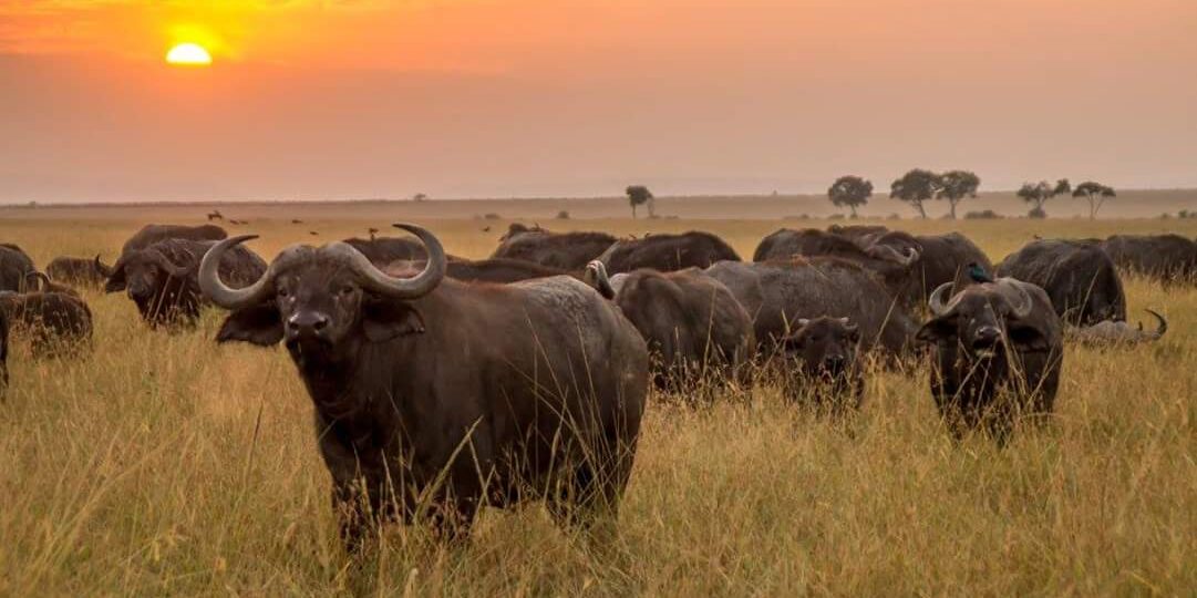 Beautiful sunset At Meru National Park Simba Prints Safaris