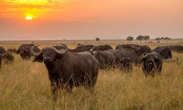 Beautiful sunset At Meru National Park Simba Prints Safaris