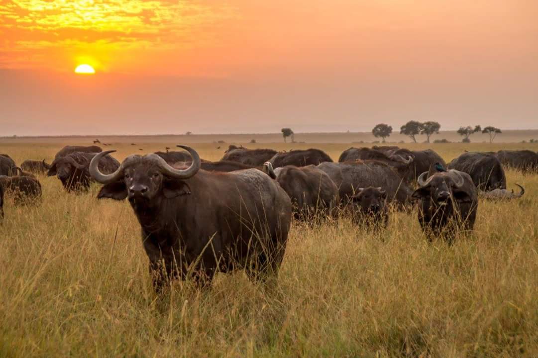 Beautiful sunset At Meru National Park Simba Prints Safaris