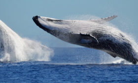 Blue Whale BIggest Animals in the world