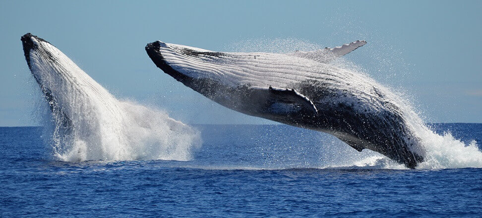 Blue Whale BIggest Animals in the world