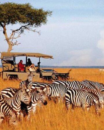 Game Drives